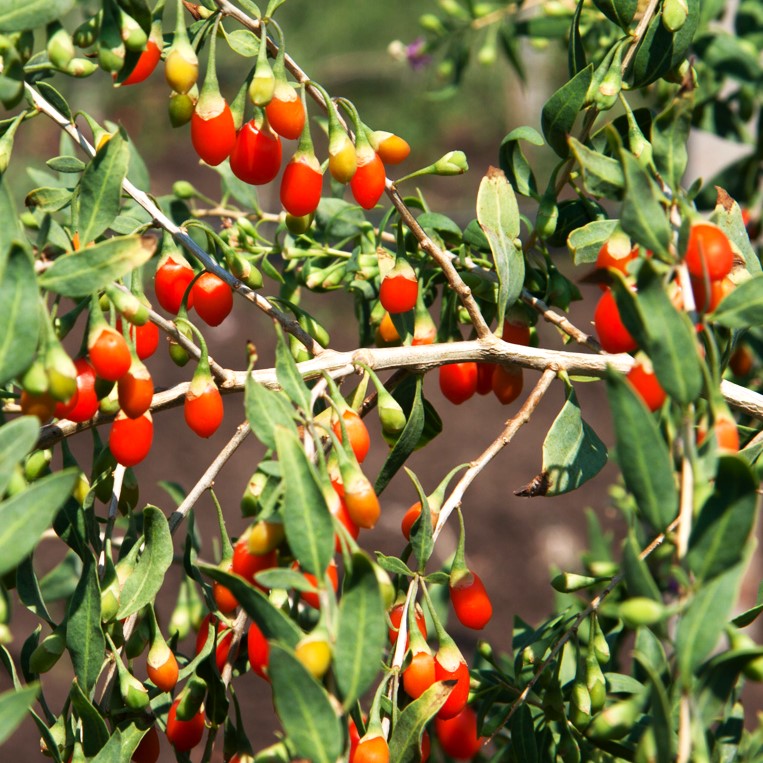 Goji Berry Tree