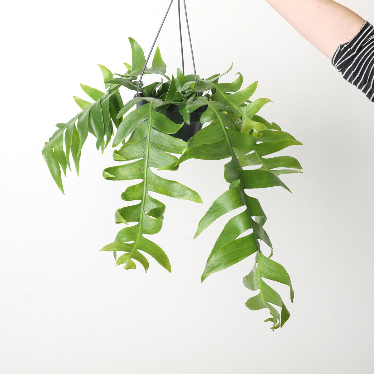 Epiphyllum chrysocardium 'Fernleaf Cactus' 14cm XL Plants GrowTropicals