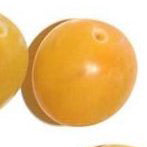 Gult Aprikosplommon - Prunus Domestica 'Gult Aprikosplommon'