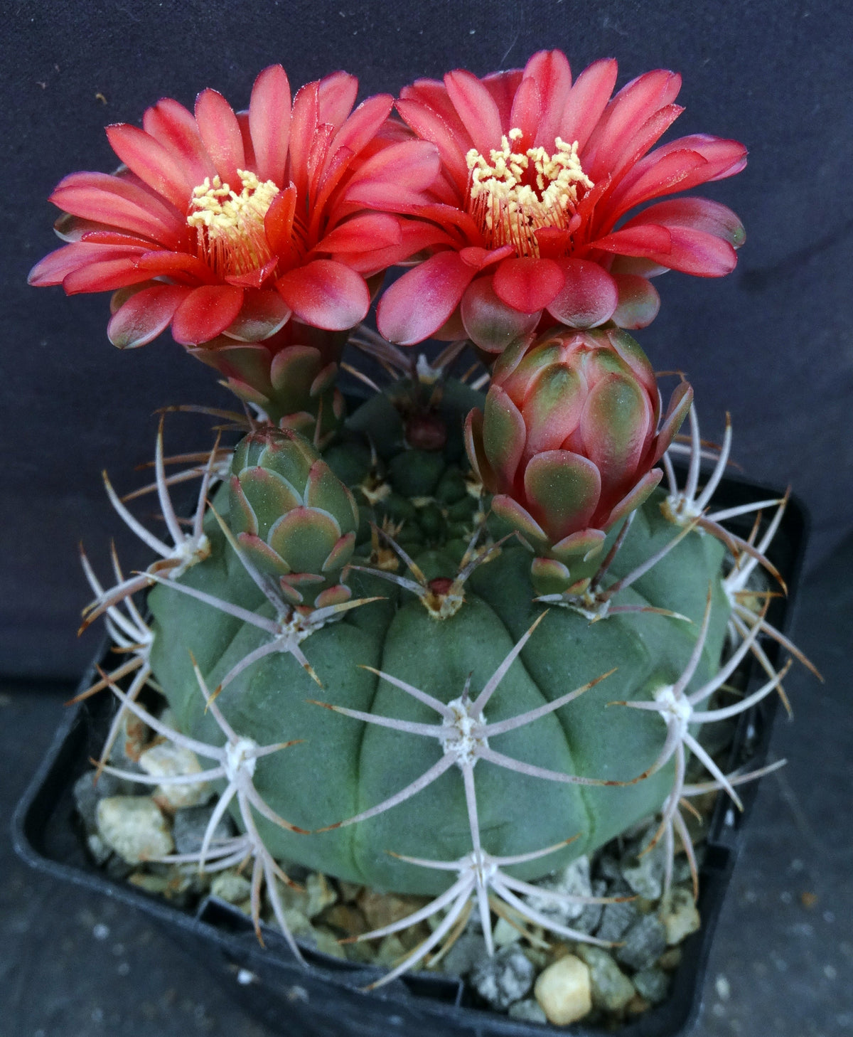 Gymnocalycium carminanthum