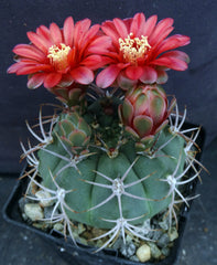 Gymnocalycium carminanthum