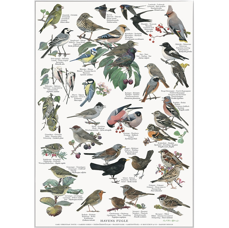Plakat m. havens fugle A4