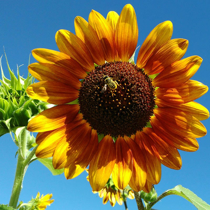 Sunflower Seeds (Helianthus)|Helianthus annuus 'Autumn Beauty', Autumn Beauty Sunflower
