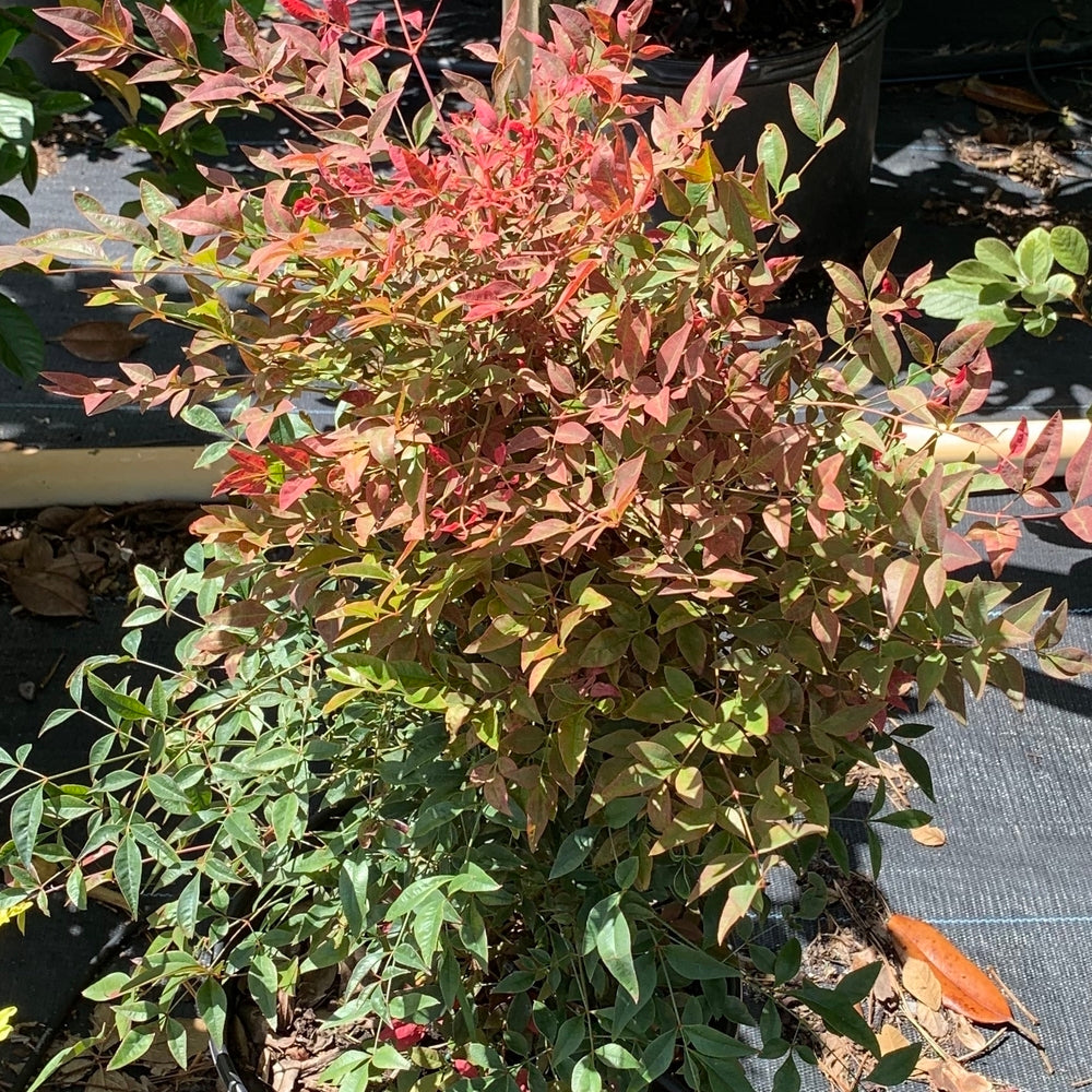 Nandina Gulf Stream Compact Heavenly Bamboo Flowering Shrub (White Flowers) in 10 in. (3 Gal.) Grower Pot