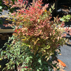 Nandina Gulf Stream Compact Heavenly Bamboo Flowering Shrub (White Flowers) in 10 in. (3 Gal.) Grower Pot