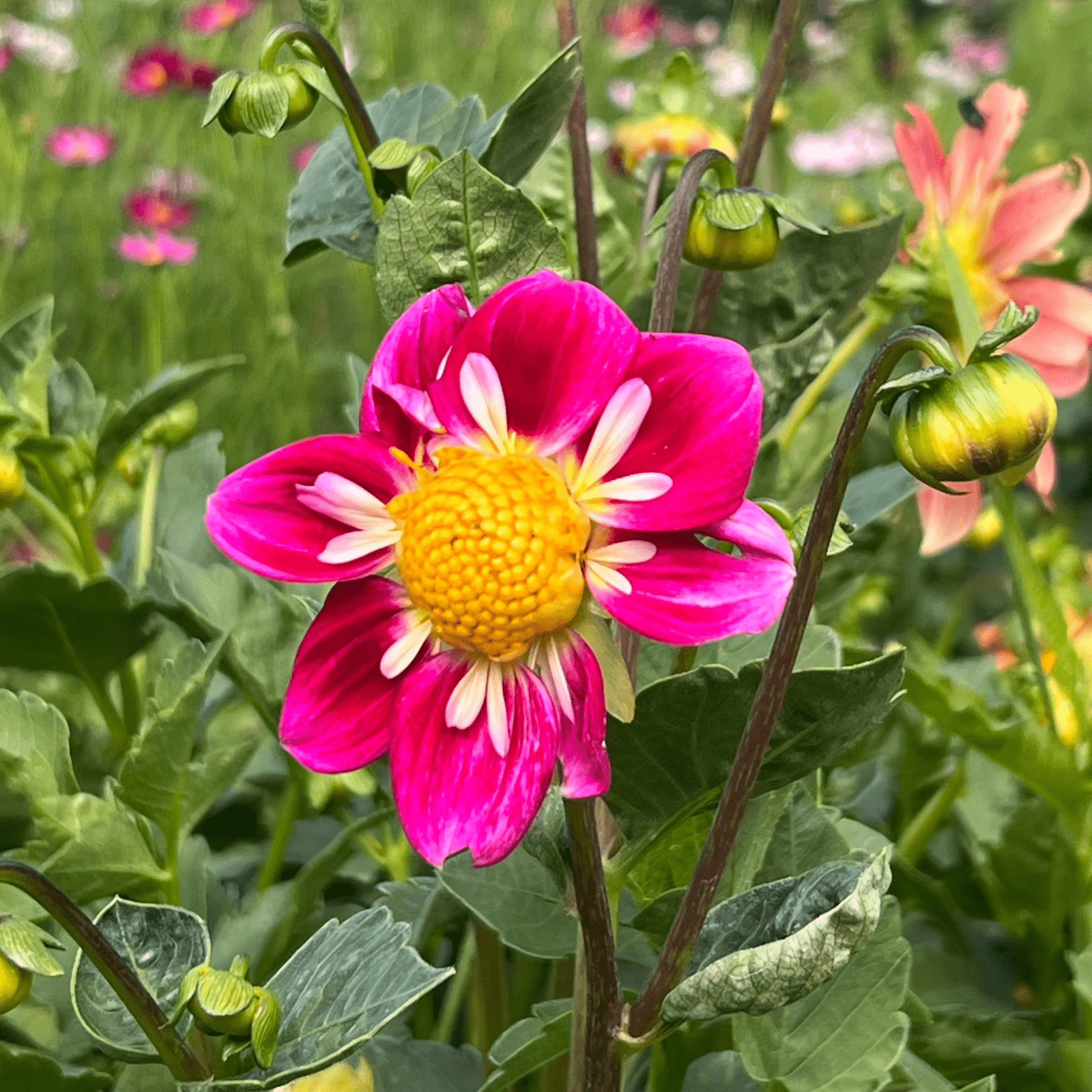Heirloom Harlequin Flower Seeds – Vibrant Striped Blooms for Unique Garden Charm - Dharaseeds