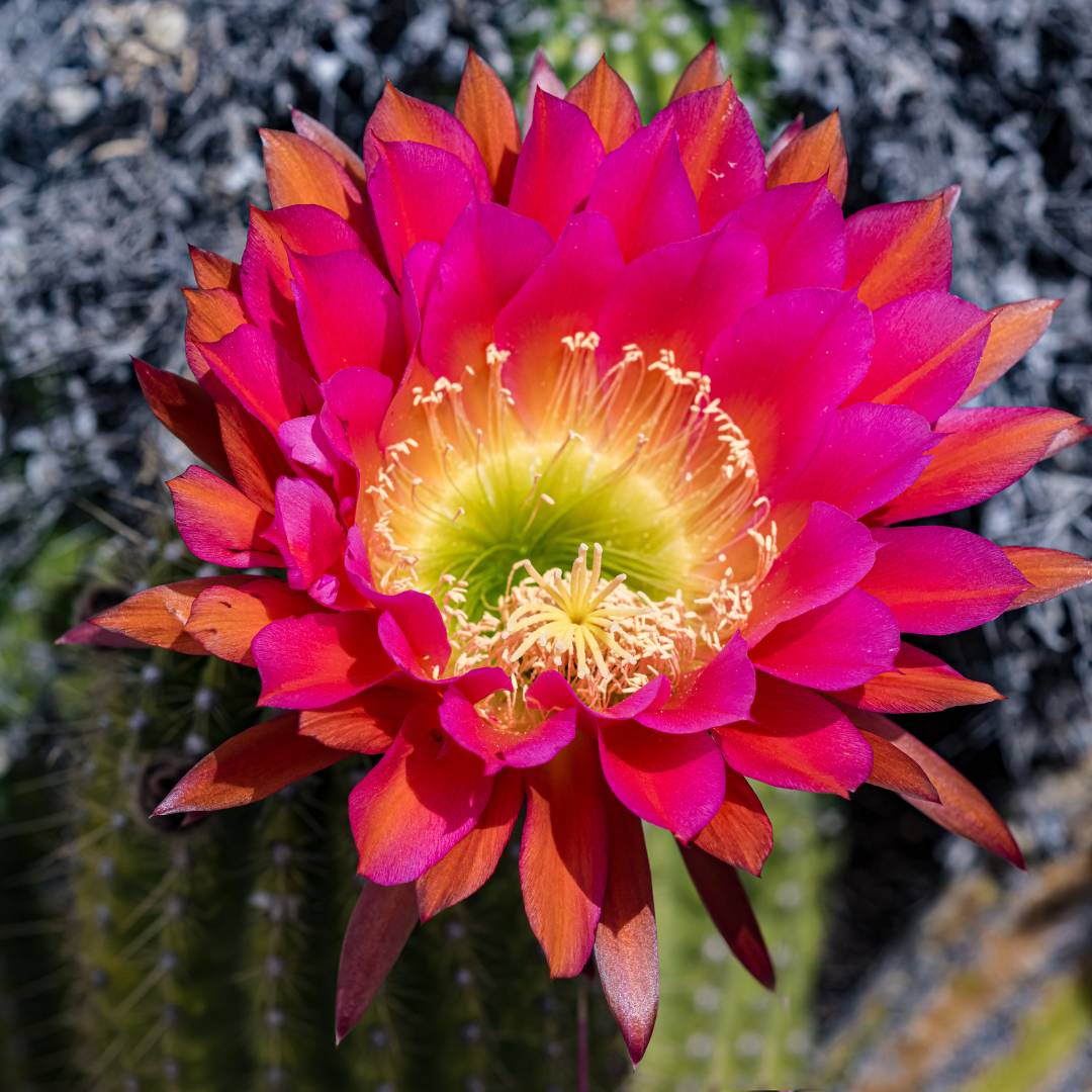 Hybrid Easter Lily Cactus (Echinopsis hybrid) vivid red-pink trumpet bloom close-up — Phoenix, AZ