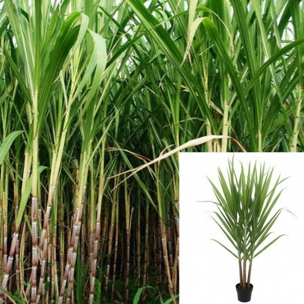 Sugar Cane 5 Gallon Sugar Cane Tree Sweet Black Saccharum Sugarcane Live Plant Ht7