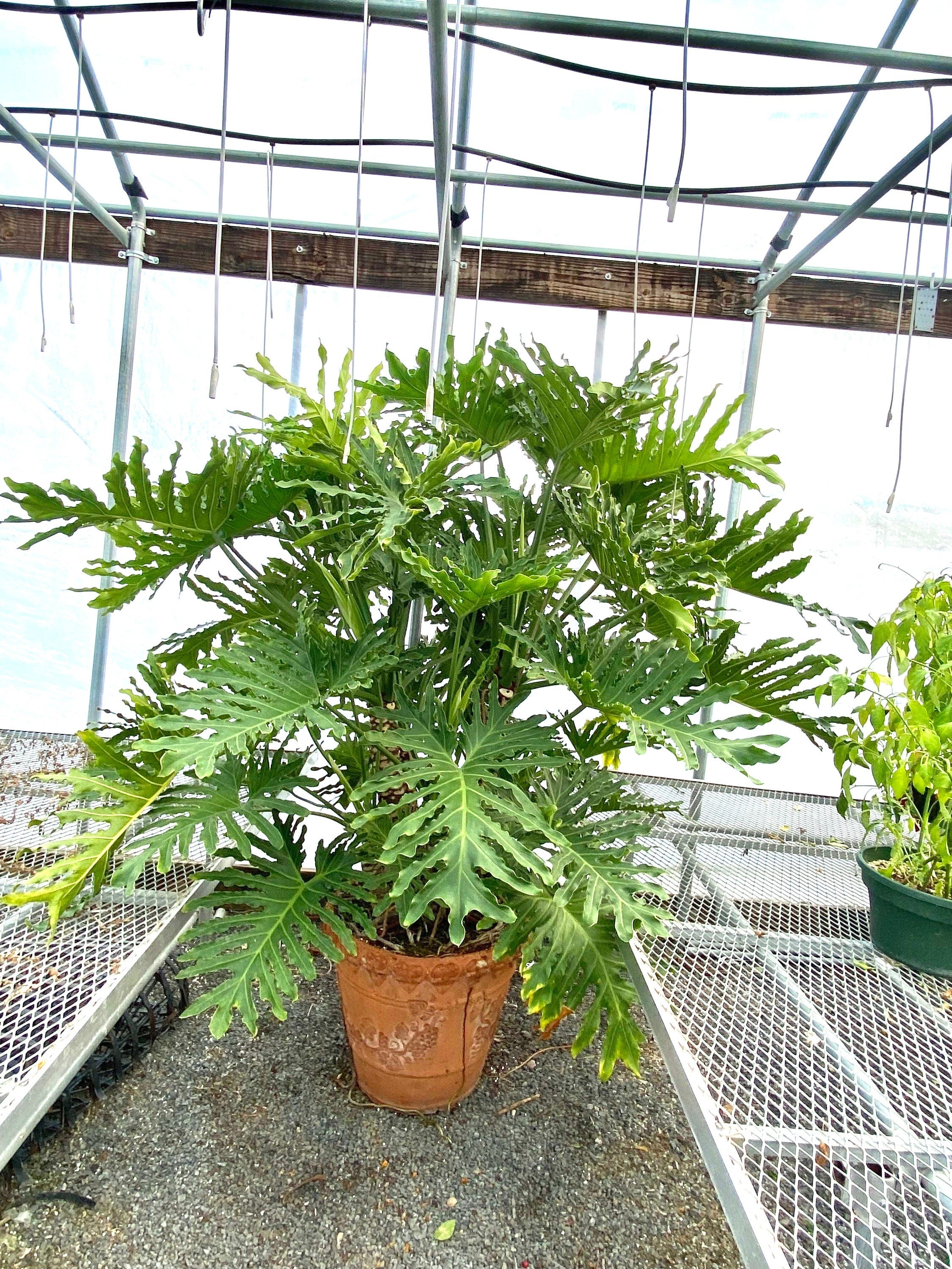 Philodendron Hope Selloum starter plant **(ALL plants require you to purchase ANY 2 plants!)**