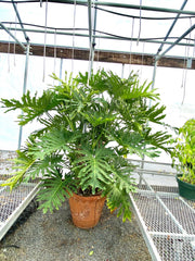 Philodendron Hope Selloum starter plant **(ALL plants require you to purchase ANY 2 plants!)**