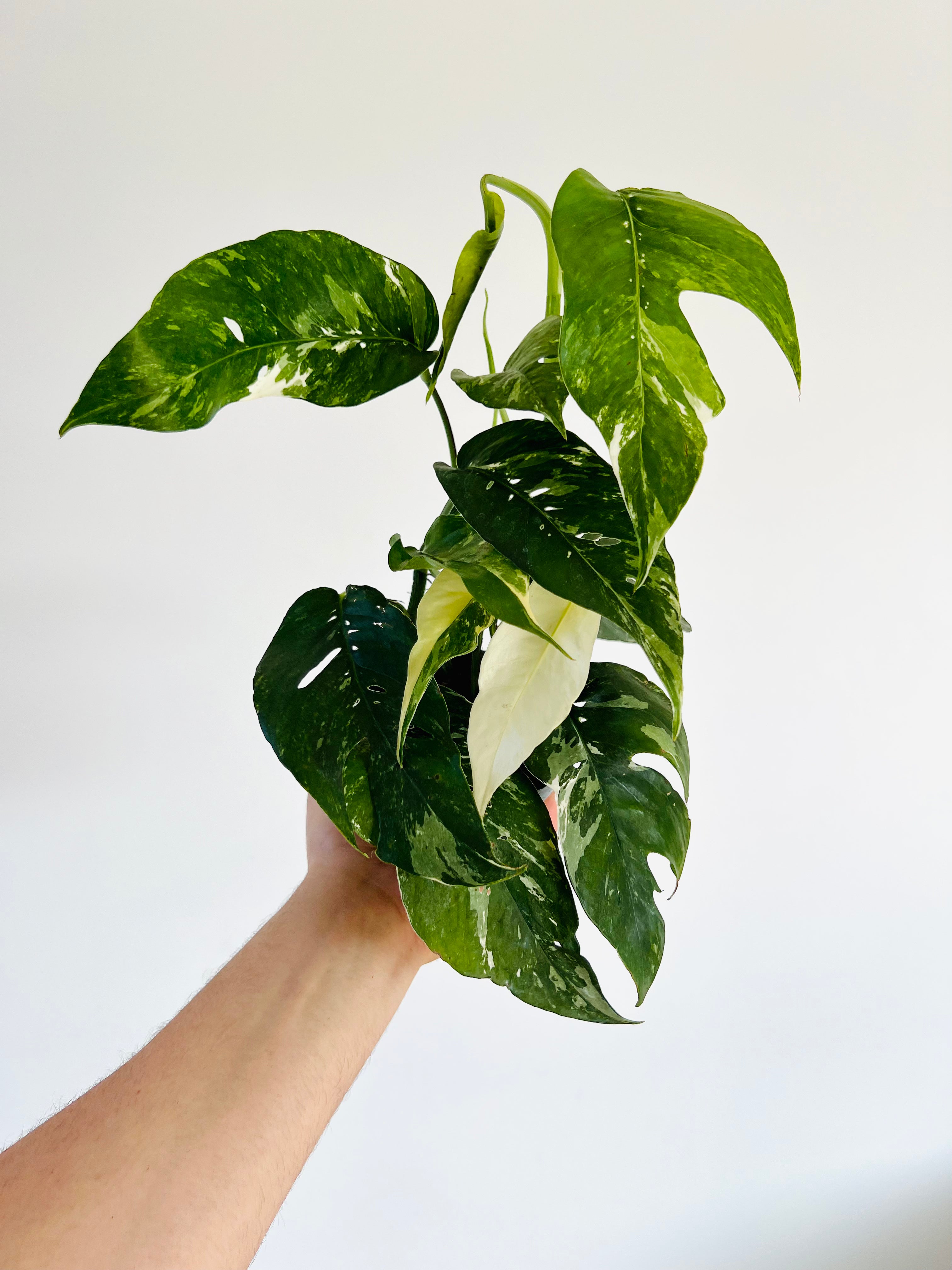 Epipremnum Pinnatum Albo - 4" Pot