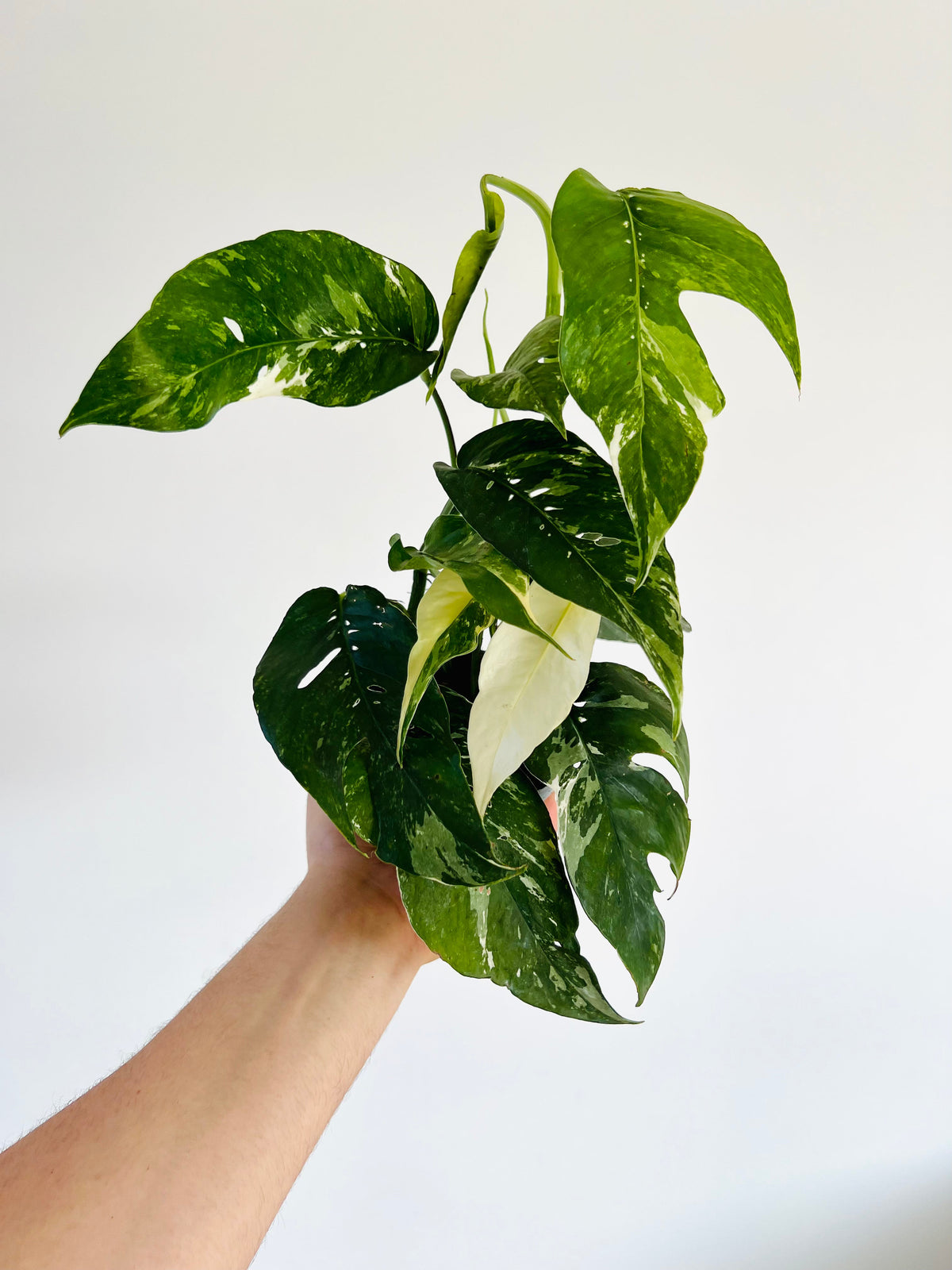 Epipremnum Pinnatum Albo - 4" Pot