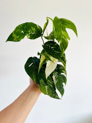 Epipremnum Pinnatum Albo - 4" Pot
