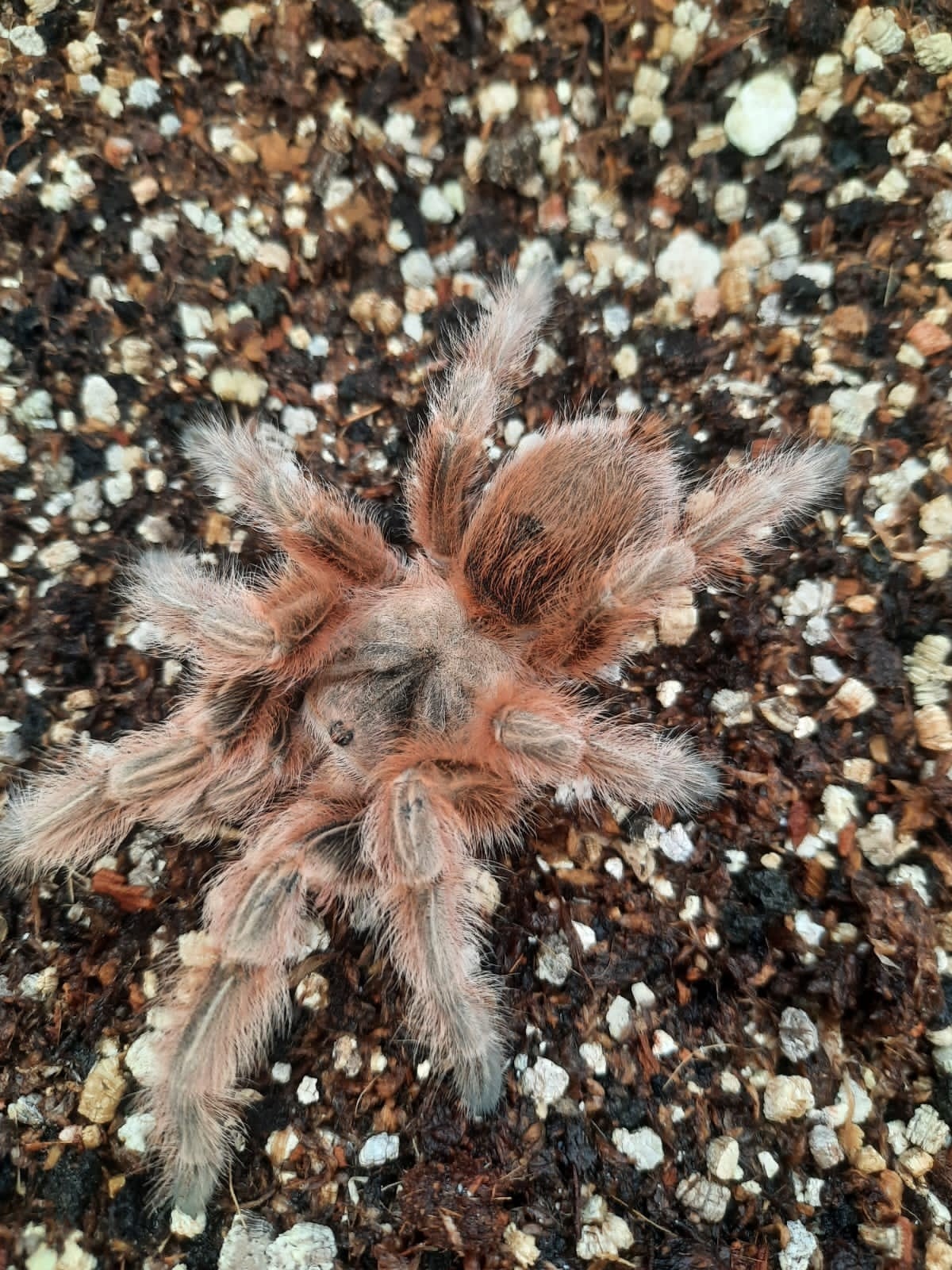 Grammostola maule (Chilean Orange Blush Tarantula)