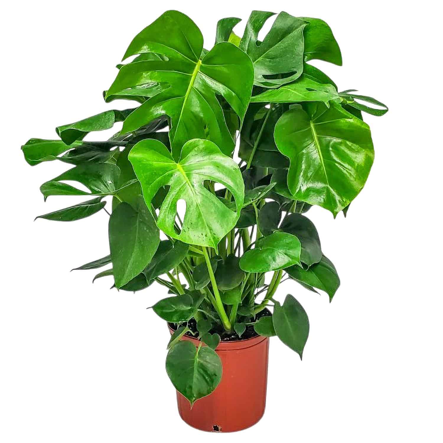 Monstera Deliciosa