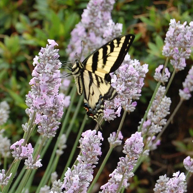 Miss Katherine English Lavender|Lavandula angustifolia 'Miss Katherine', Miss Katherine English Lavender with pollinator