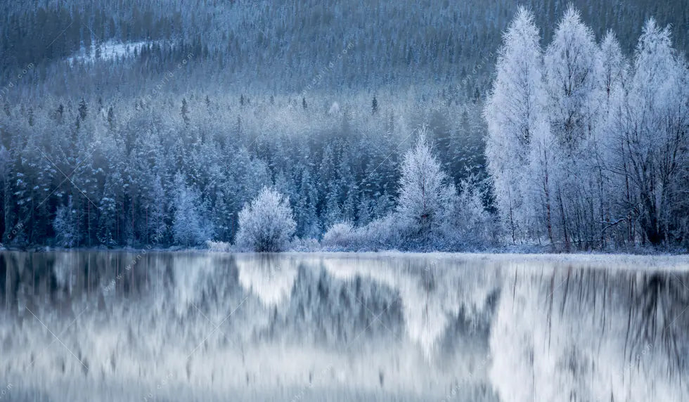 Leuchtbild Dia Frostiger Wald Querformat Crop