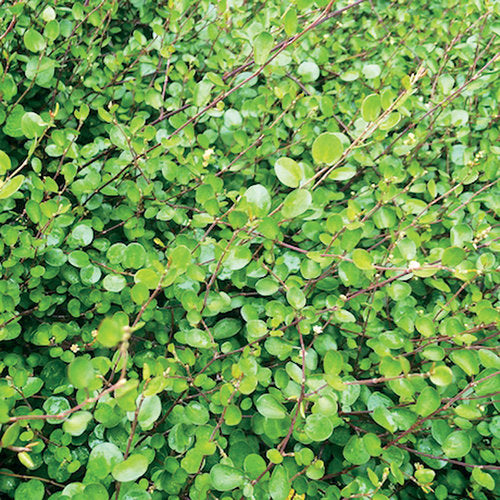 Muehlenbeckia axillaris - Little Leaf Wire Vine