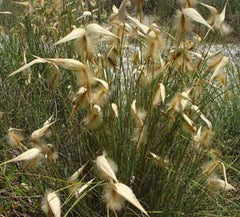 Esparto græs - Lygeum spartum