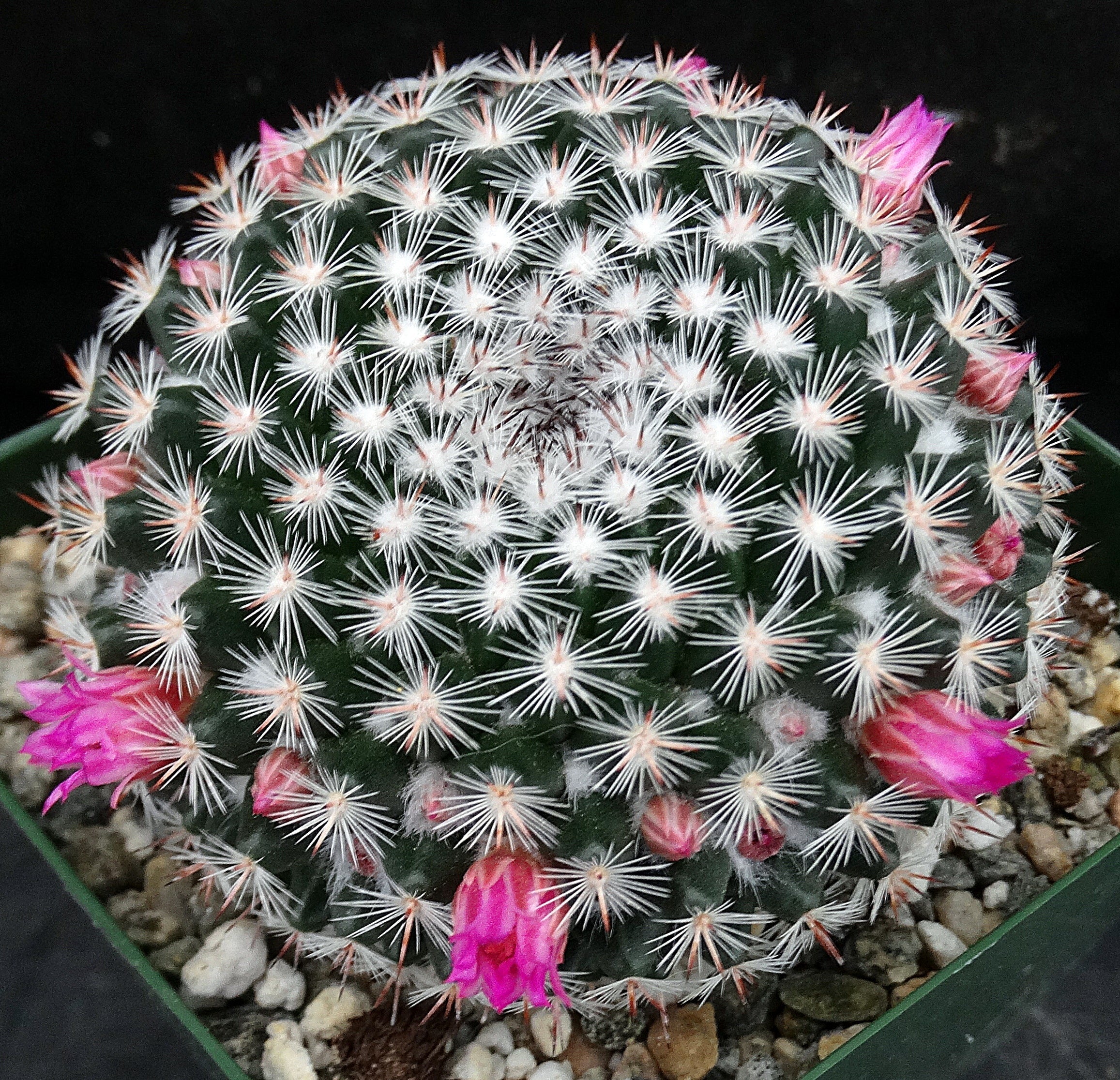 Mammillaria perbella *Bigger Plants*