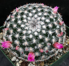 Mammillaria perbella *Bigger Plants*