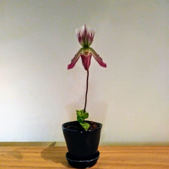 Paph barbatum var nigritum 'Pigmy'