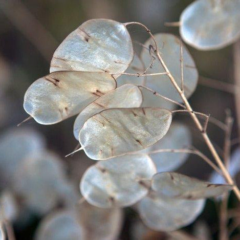Money Plant (Lunaria)