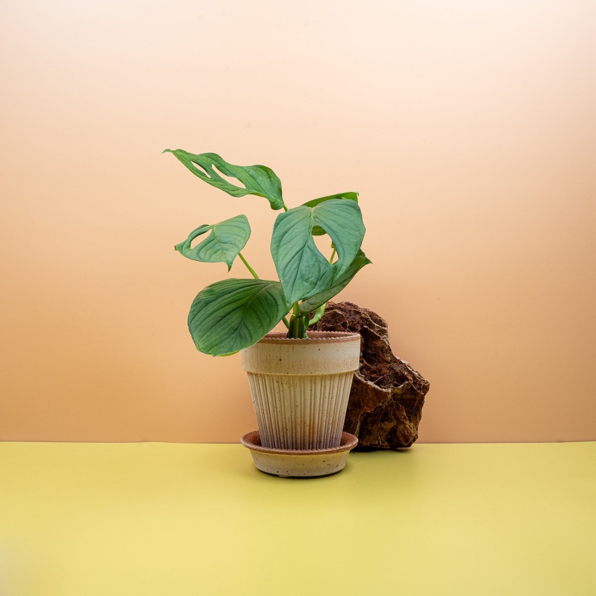 MONSTERA SP LOLI online bestellen bei potflourri