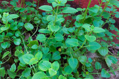 Orégano Yucateco seco 50 g