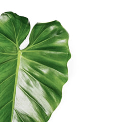 Philodendron giganteum leaf close-up on white background.