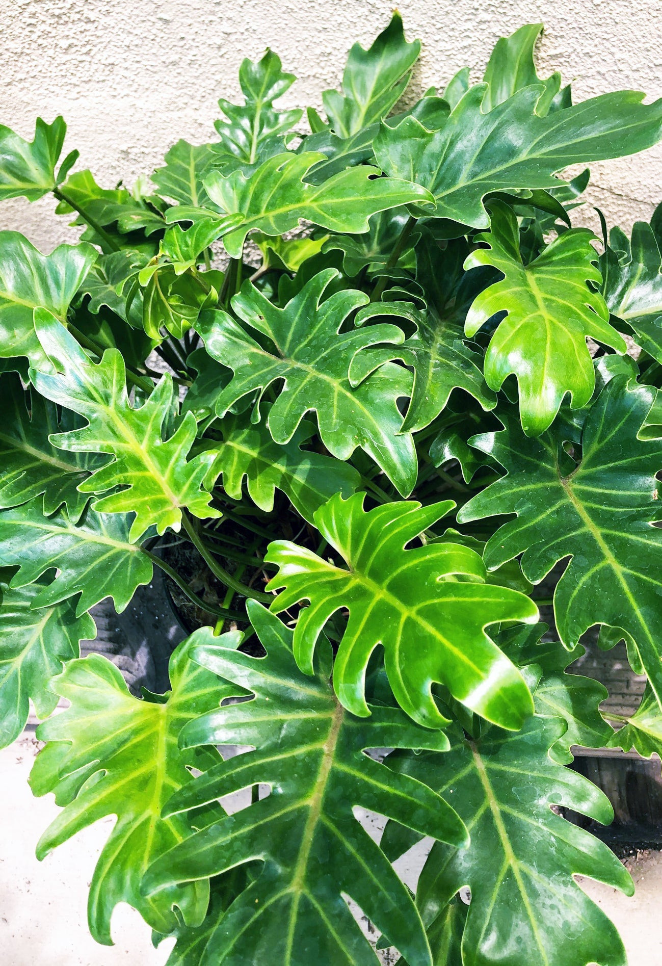 Philodendron ‘Xanadu’