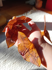 Goldfadenspinner (Cricula jordani/trifenestrata)