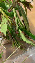 Goldfadenspinner (Cricula jordani/trifenestrata)