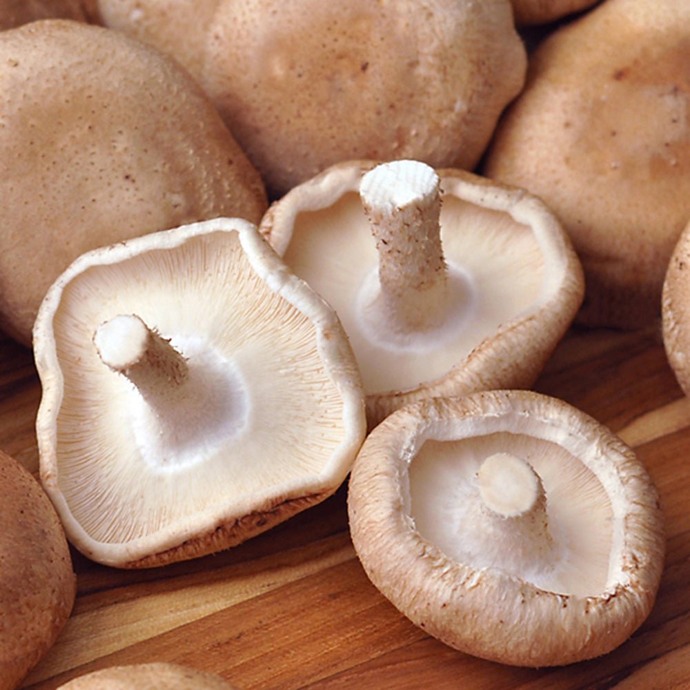 shiitake grain spawn