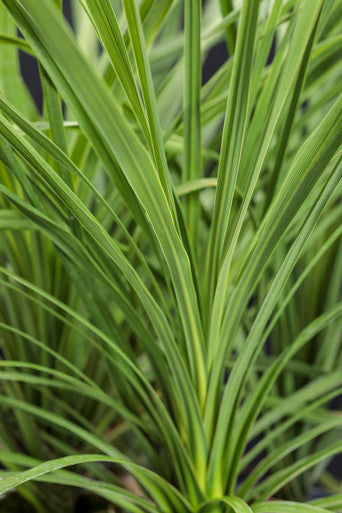 Dracaena indivisa 'Proven Accents® Spikes'