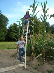 Skyscraper Corn Seeds