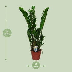 Zamioculcas Zamiifolia - ZZ Plant - ↕50cm - Ø14cm