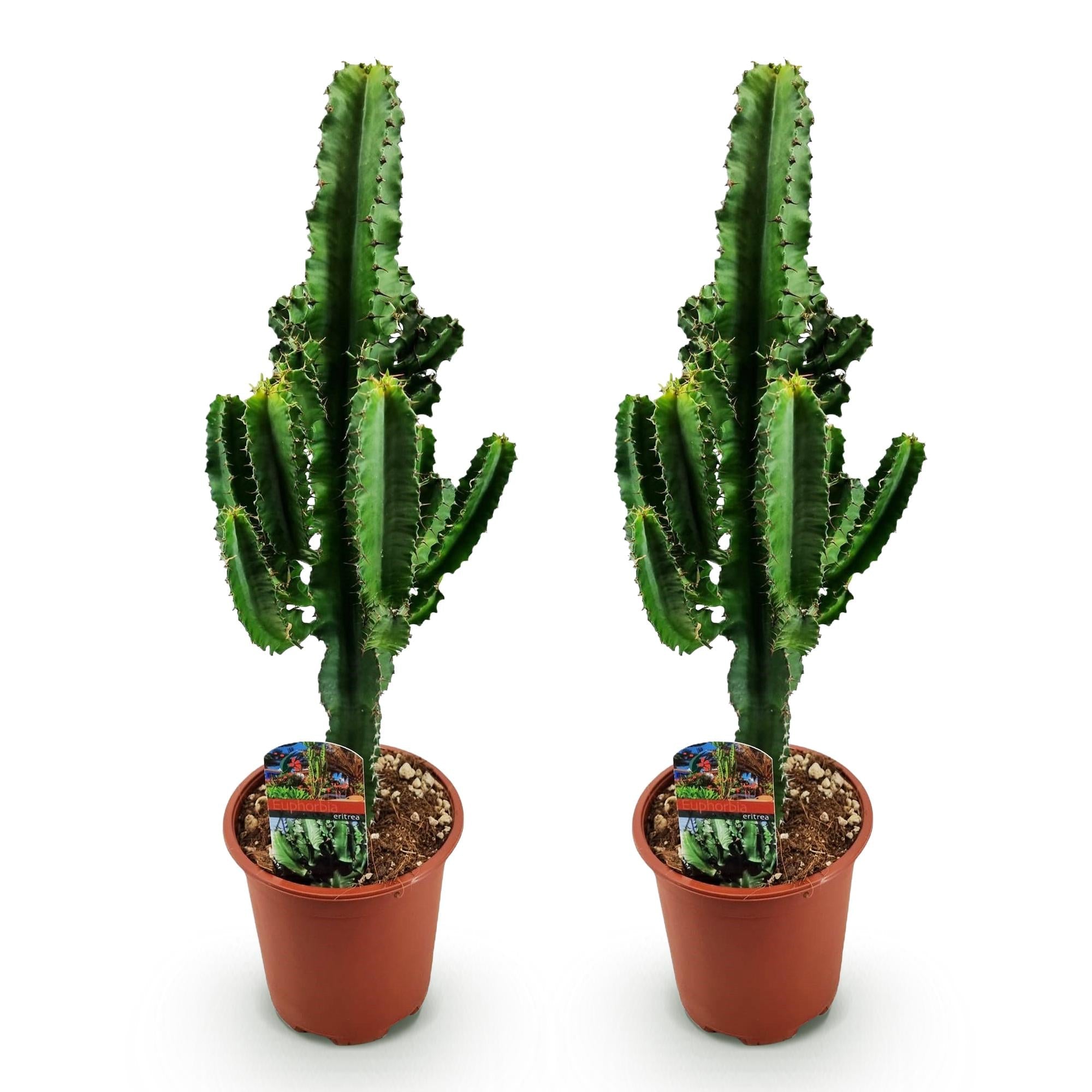 Euphorbia Eritrea - African milk tree - 2x - ↕60cm - Ø17cm