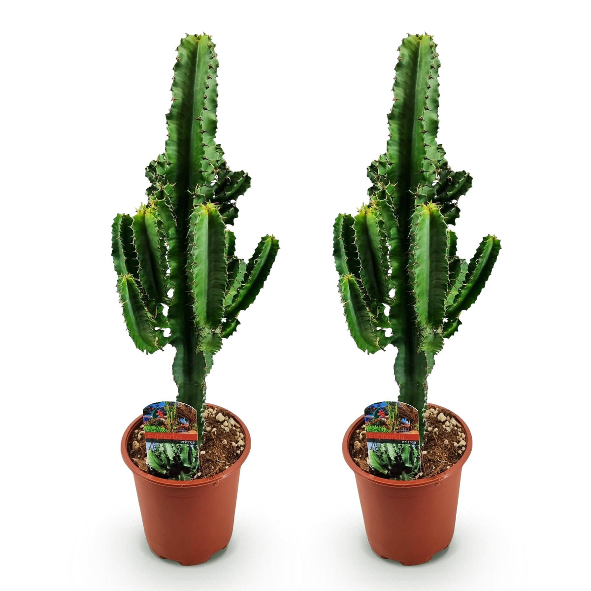 Euphorbia Eritrea - African milk tree - 2x - ↕60cm - Ø17cm