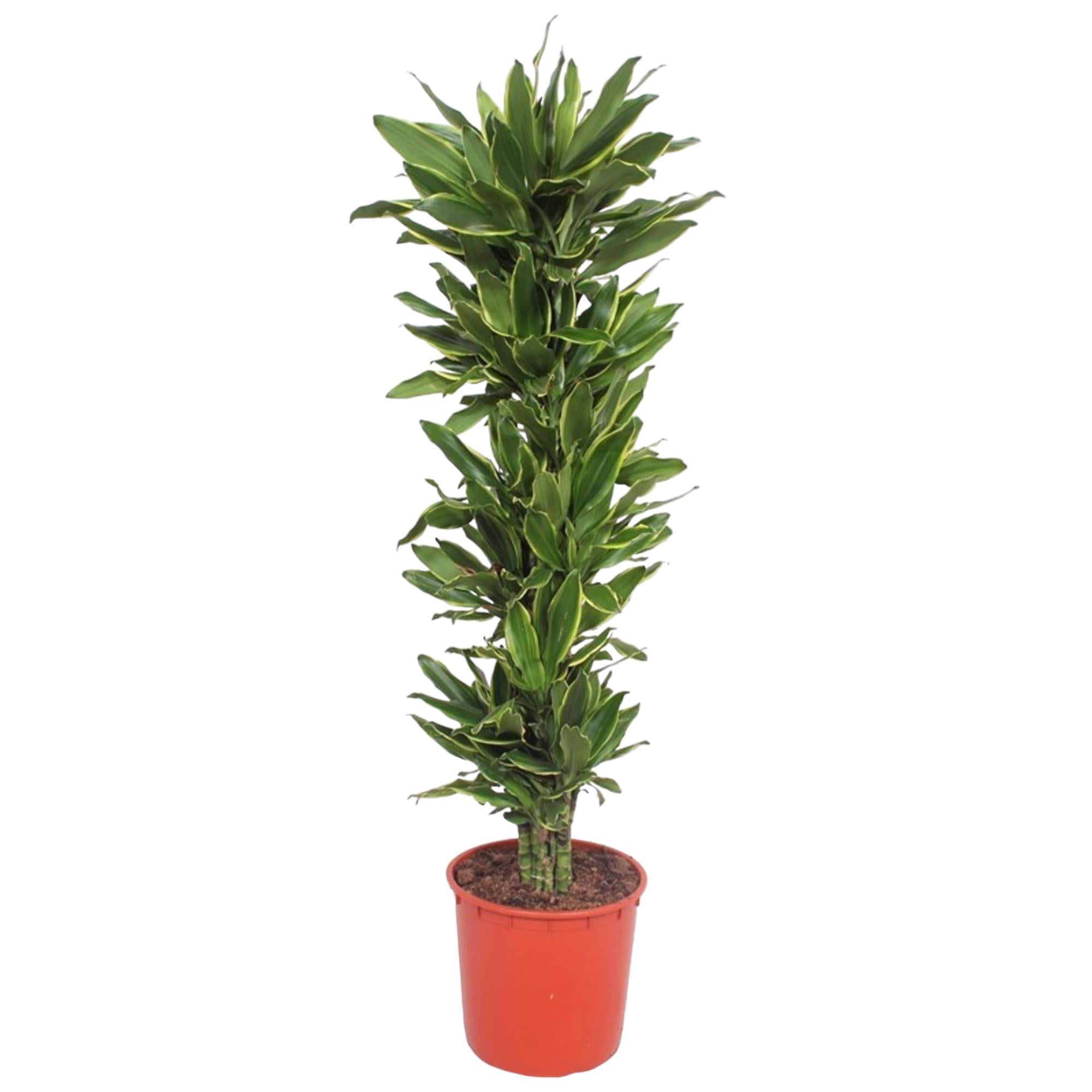 Drachenbaum - Dracaena Golden Coast - 200 cm - ø34