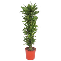 Drachenbaum - Dracaena Golden Coast - 200 cm - ø34